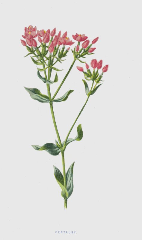 Kantaron (kromolitho) by Frederick Edward Hulme