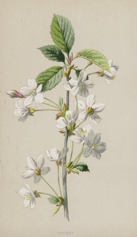 Kiraz (kromolitho) by Frederick Edward Hulme
