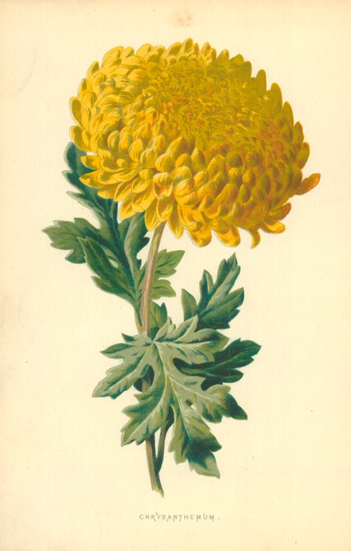 Krizantem by Frederick Edward Hulme