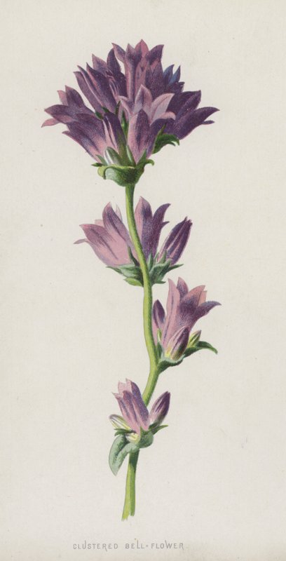 Kümelenmiş Çan Çiçeği (chromolitho) by Frederick Edward Hulme