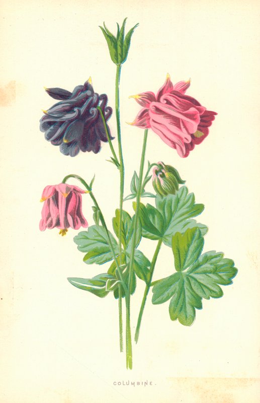 Kolombin by Frederick Edward Hulme