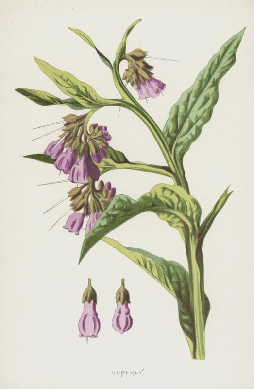 Karakafes (kromolitho) by Frederick Edward Hulme