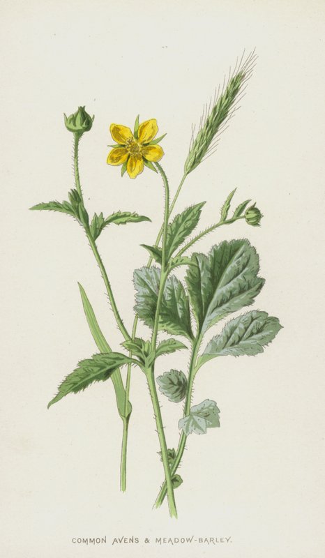 Avens ve Çayır-Arpa (chromolitho) by Frederick Edward Hulme