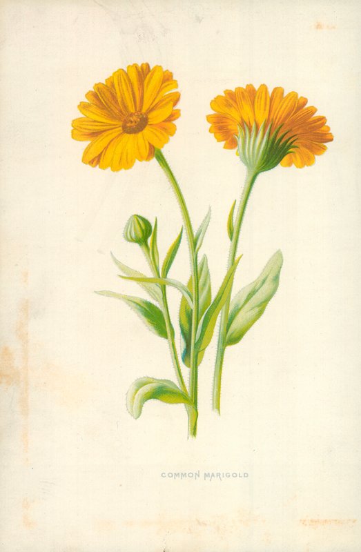 Ortak kadife çiçeği by Frederick Edward Hulme