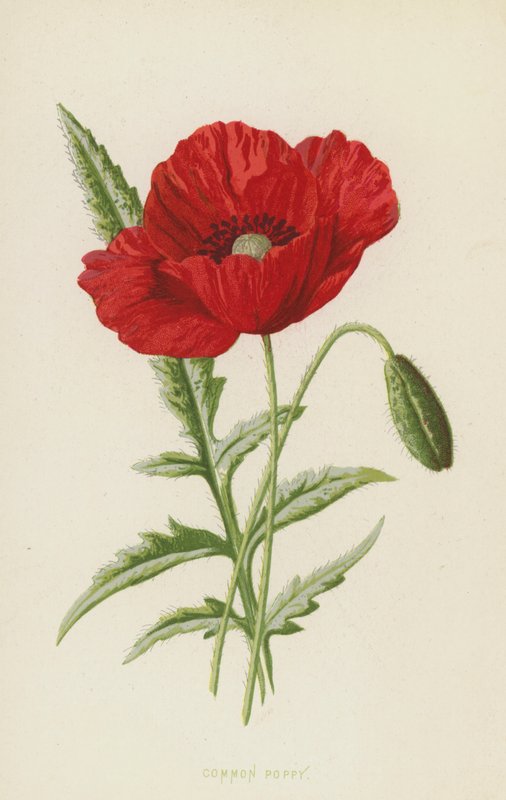 Adi Haşhaş (chromolitho) by Frederick Edward Hulme