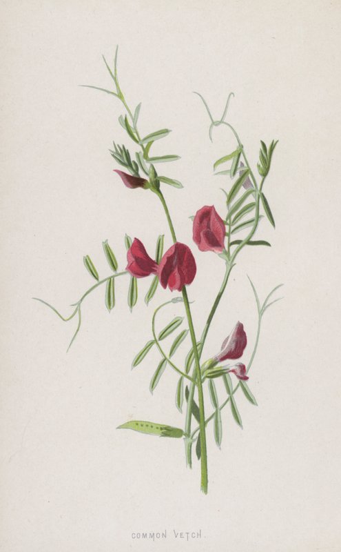Adi Fiğ (kromolitho) by Frederick Edward Hulme