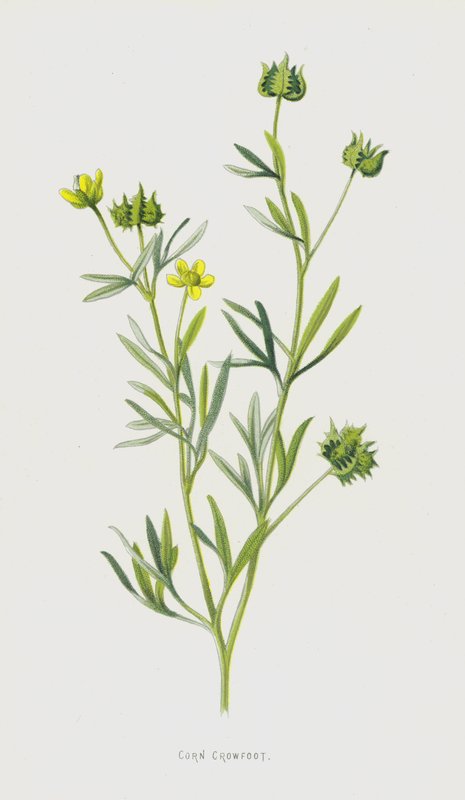Mısır Crowfoot (chromolitho) by Frederick Edward Hulme