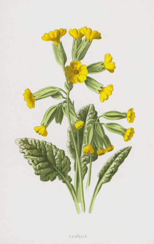 İnek kayması (kromolitho) by Frederick Edward Hulme