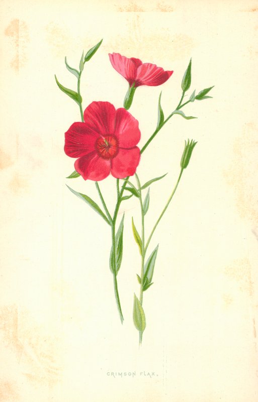 Kızıl Keten by Frederick Edward Hulme