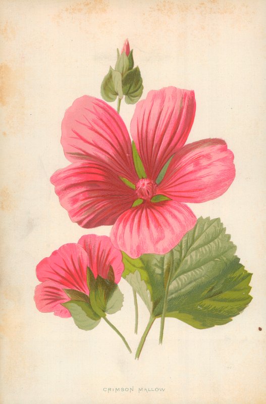 kızıl ebegümeci by Frederick Edward Hulme