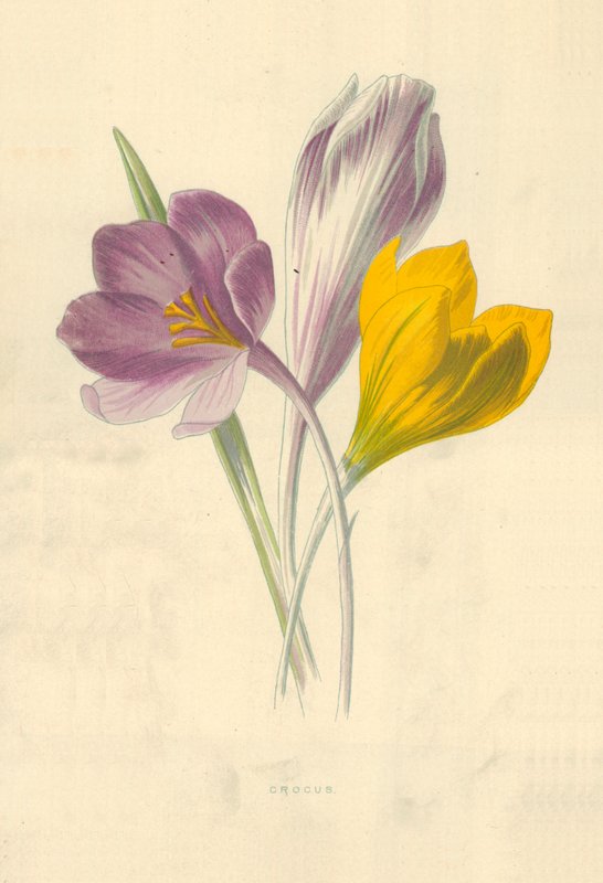 Çiğdem by Frederick Edward Hulme