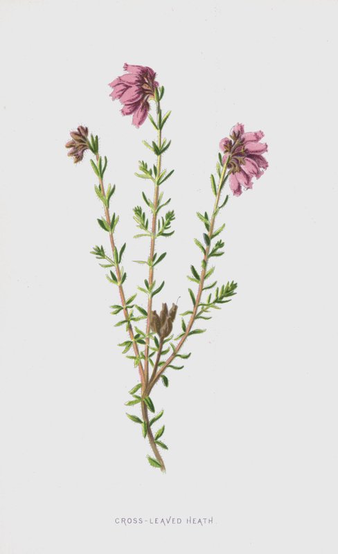 Çapraz Yapraklı Çalı (chromolitho) by Frederick Edward Hulme