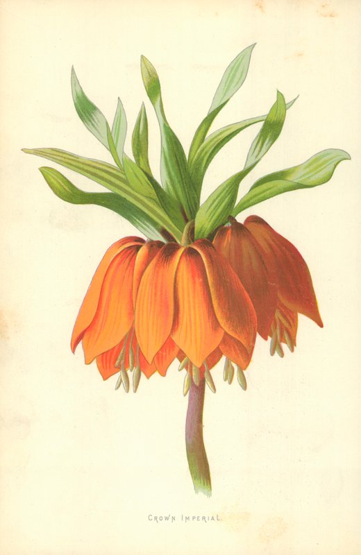 Kraliyet Kraliyet by Frederick Edward Hulme