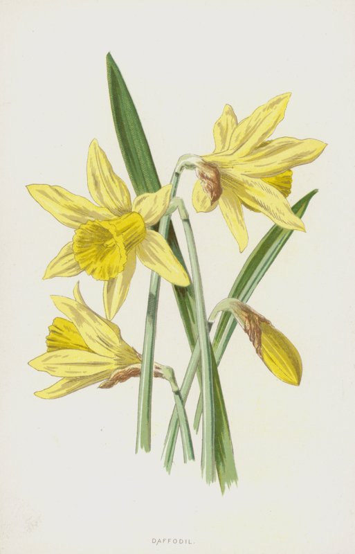Nergis (kromolitho) by Frederick Edward Hulme