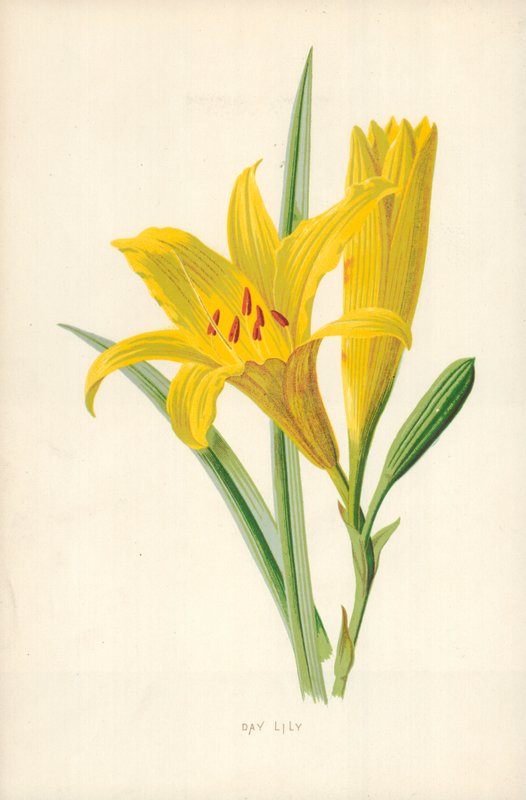 gün zambak by Frederick Edward Hulme