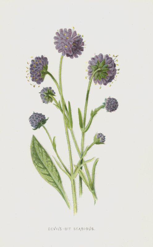 Devils-Bit Scabious (chromolitho) by Frederick Edward Hulme