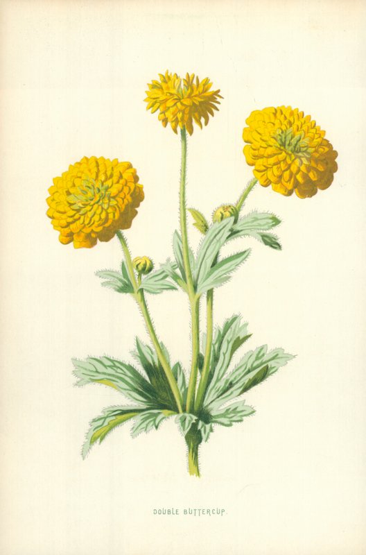Çifte Düğün Çiçeği by Frederick Edward Hulme