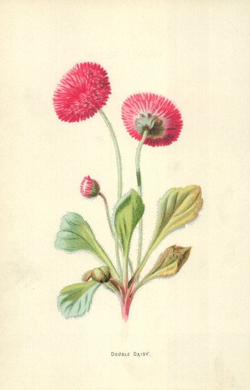 Çift Papatya by Frederick Edward Hulme
