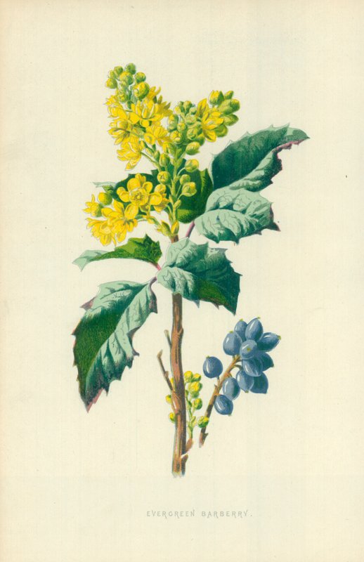 yaprak dökmeyen kızamık by Frederick Edward Hulme
