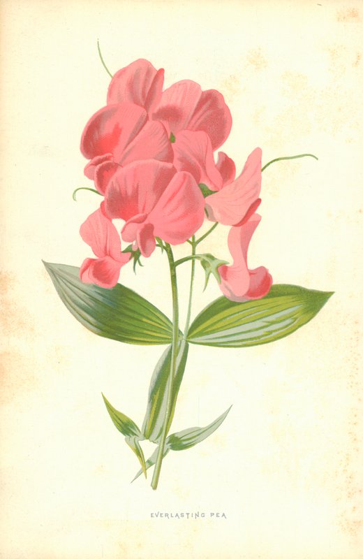sonsuz bezelye by Frederick Edward Hulme