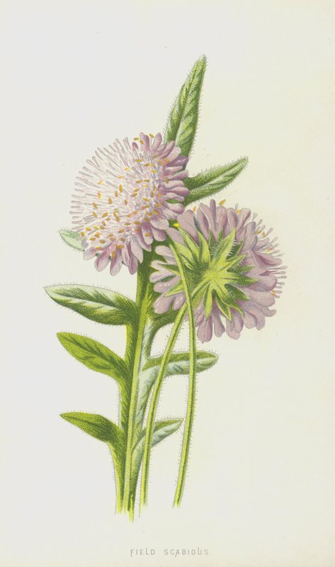 Tarla Uyuz (chromolitho) by Frederick Edward Hulme