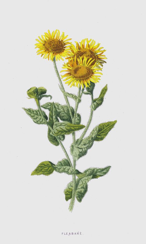 Fleabane (kromolito) by Frederick Edward Hulme