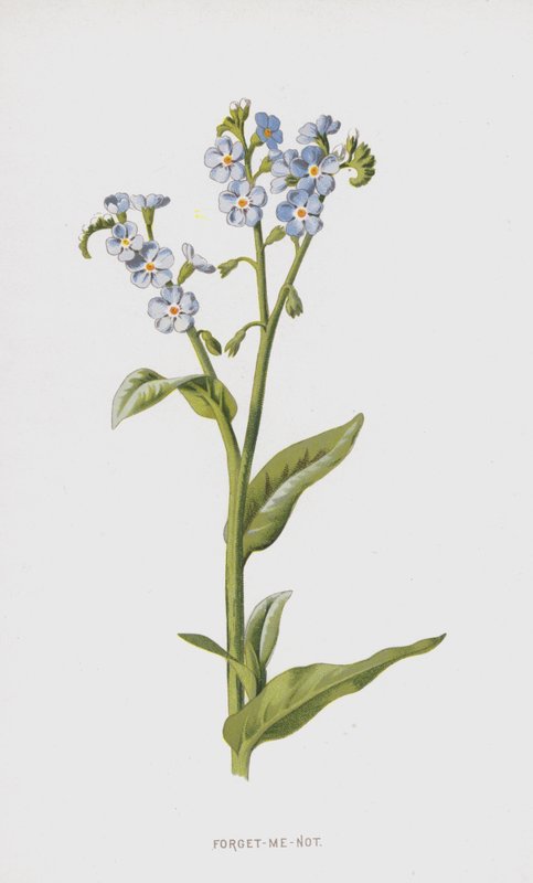 Beni Unutma (chromolitho) by Frederick Edward Hulme
