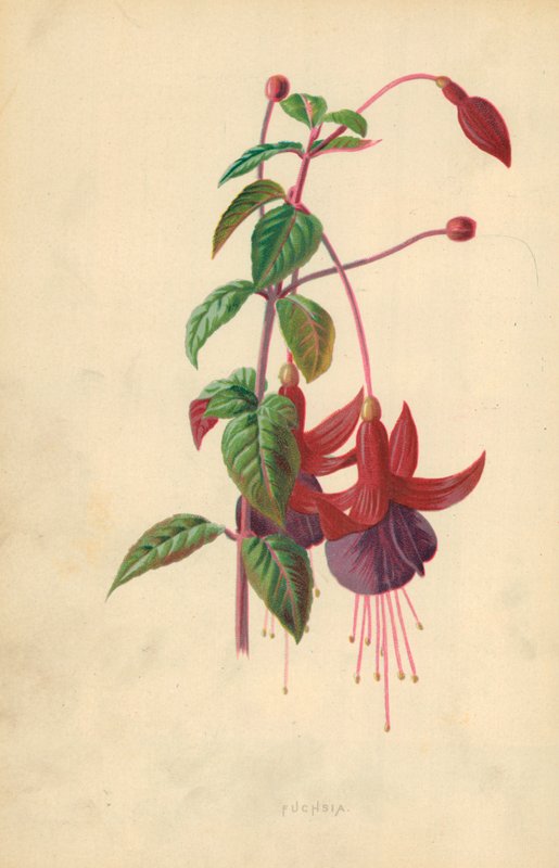 Fuşya by Frederick Edward Hulme