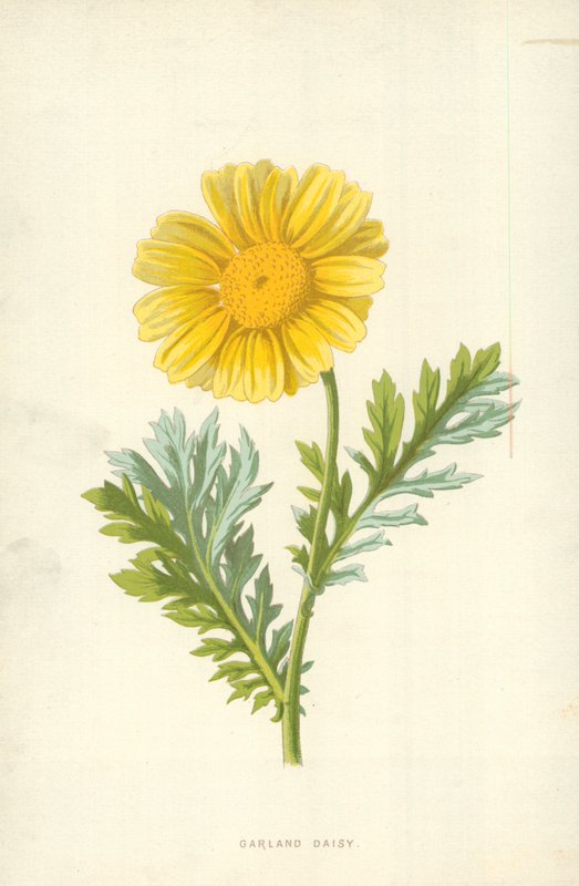 çelenk papatya by Frederick Edward Hulme