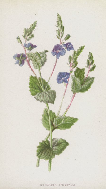 Germander Speedwell (kromolitho) by Frederick Edward Hulme