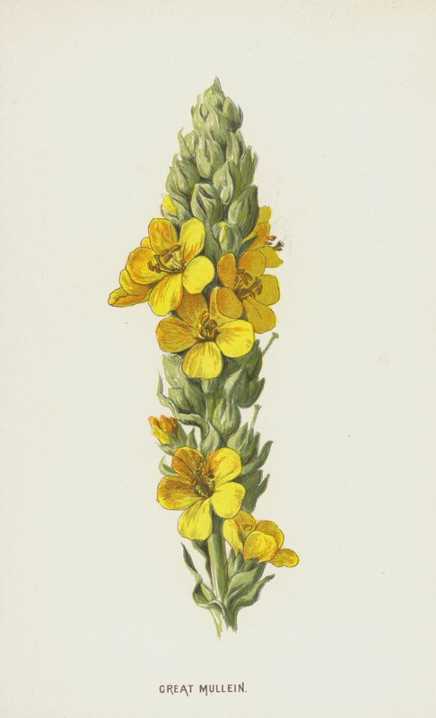 Büyük Mullein (kromolitho) by Frederick Edward Hulme