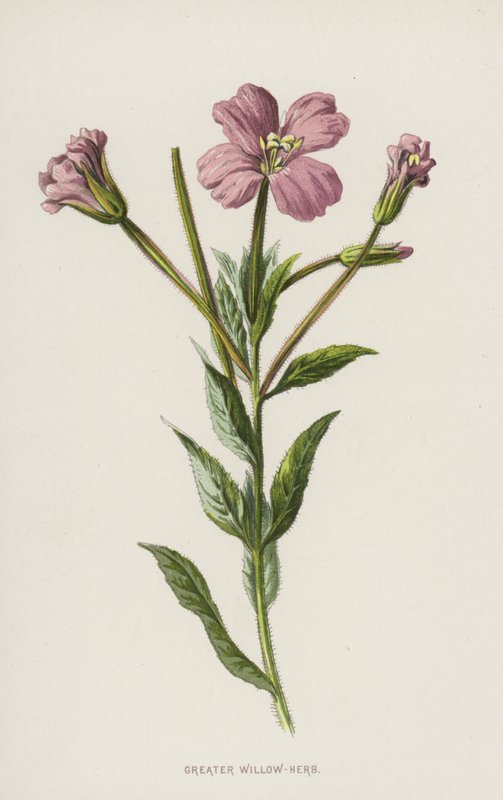 Büyük Söğüt Bitkisi (chromolitho) by Frederick Edward Hulme