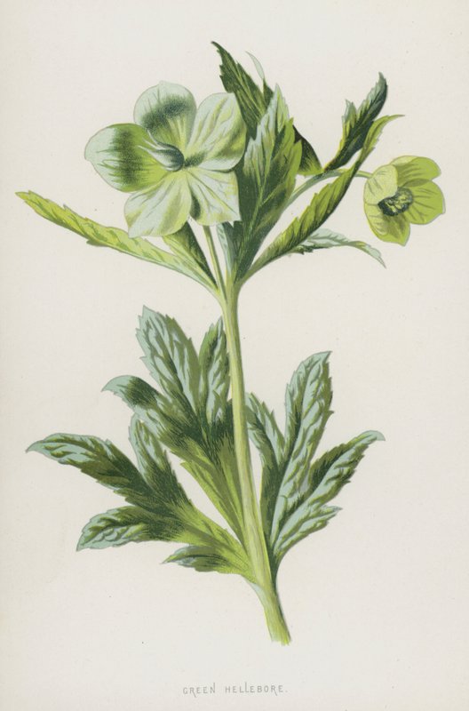Yeşil Hellebore (chromolitho) by Frederick Edward Hulme