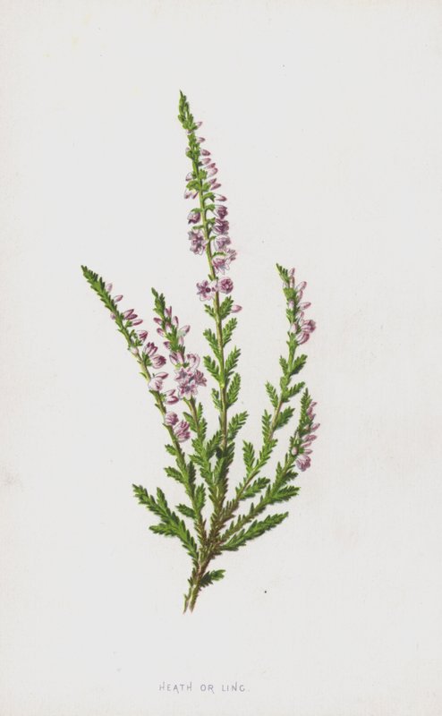Heath veya Ling (kromolitho) by Frederick Edward Hulme