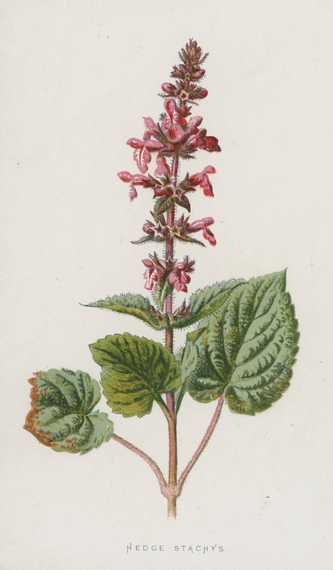 Hedge Stachys (kromolitho) by Frederick Edward Hulme