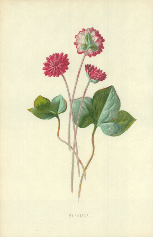 hepatik by Frederick Edward Hulme