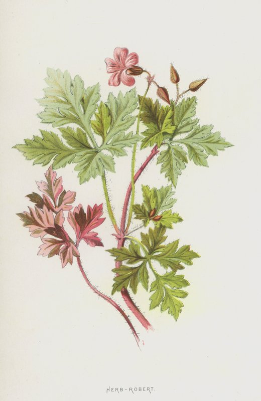 Herb-Robert (kromolitho) by Frederick Edward Hulme