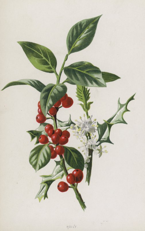Holly (kromolito) by Frederick Edward Hulme