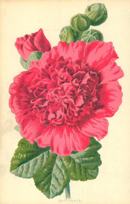 Gülhatmi by Frederick Edward Hulme