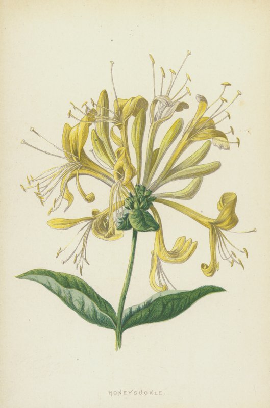 Hanımeli (kromolitho) by Frederick Edward Hulme