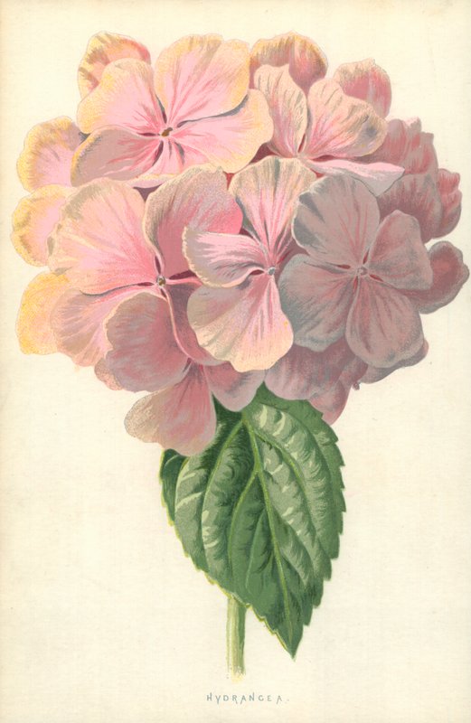 Ortanca by Frederick Edward Hulme