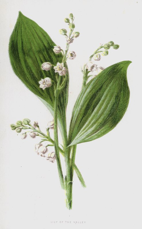 Vadideki Zambak (chromolitho) by Frederick Edward Hulme