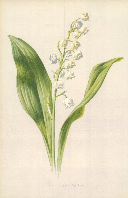 Vadideki Zambak by Frederick Edward Hulme