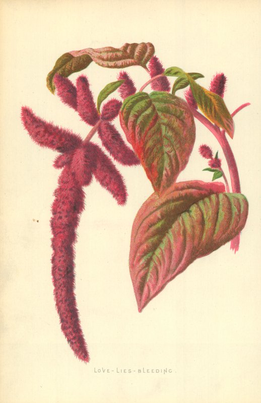 aşk-yalan-kanama by Frederick Edward Hulme