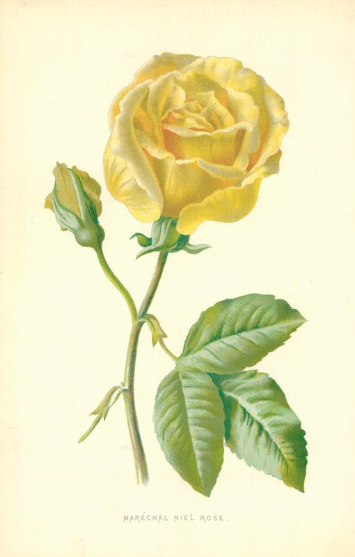 Mareşal Niel Rose by Frederick Edward Hulme