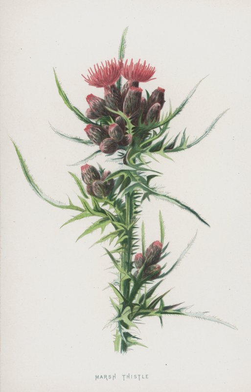 Bataklık Devedikeni (kromolitho) by Frederick Edward Hulme