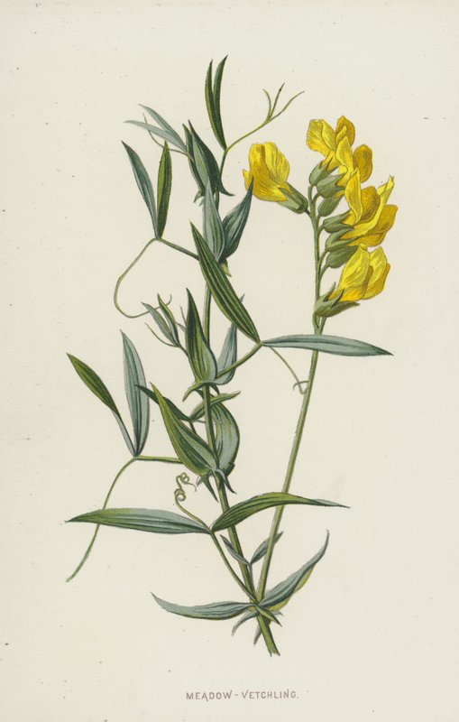 Çayır-Fiğ (chromolitho) by Frederick Edward Hulme