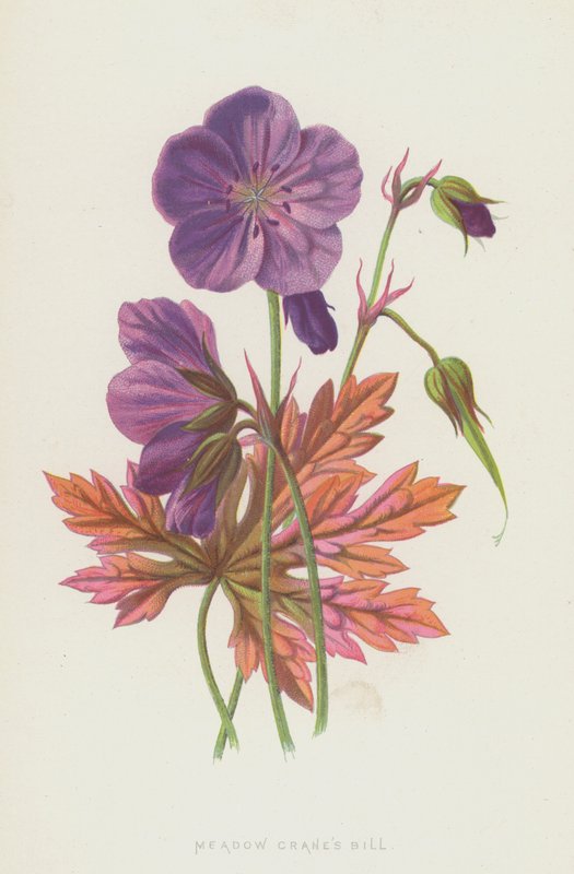 Çayır Vinçleri Bill (chromolitho) by Frederick Edward Hulme