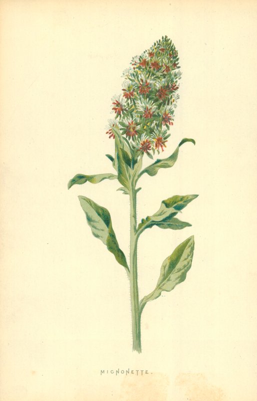 mignonette by Frederick Edward Hulme