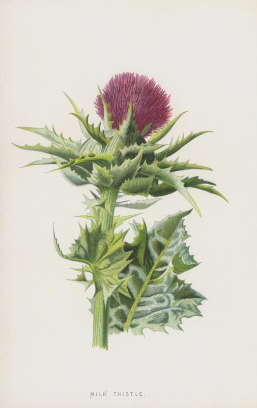 Süt Devedikeni (kromolitho) by Frederick Edward Hulme